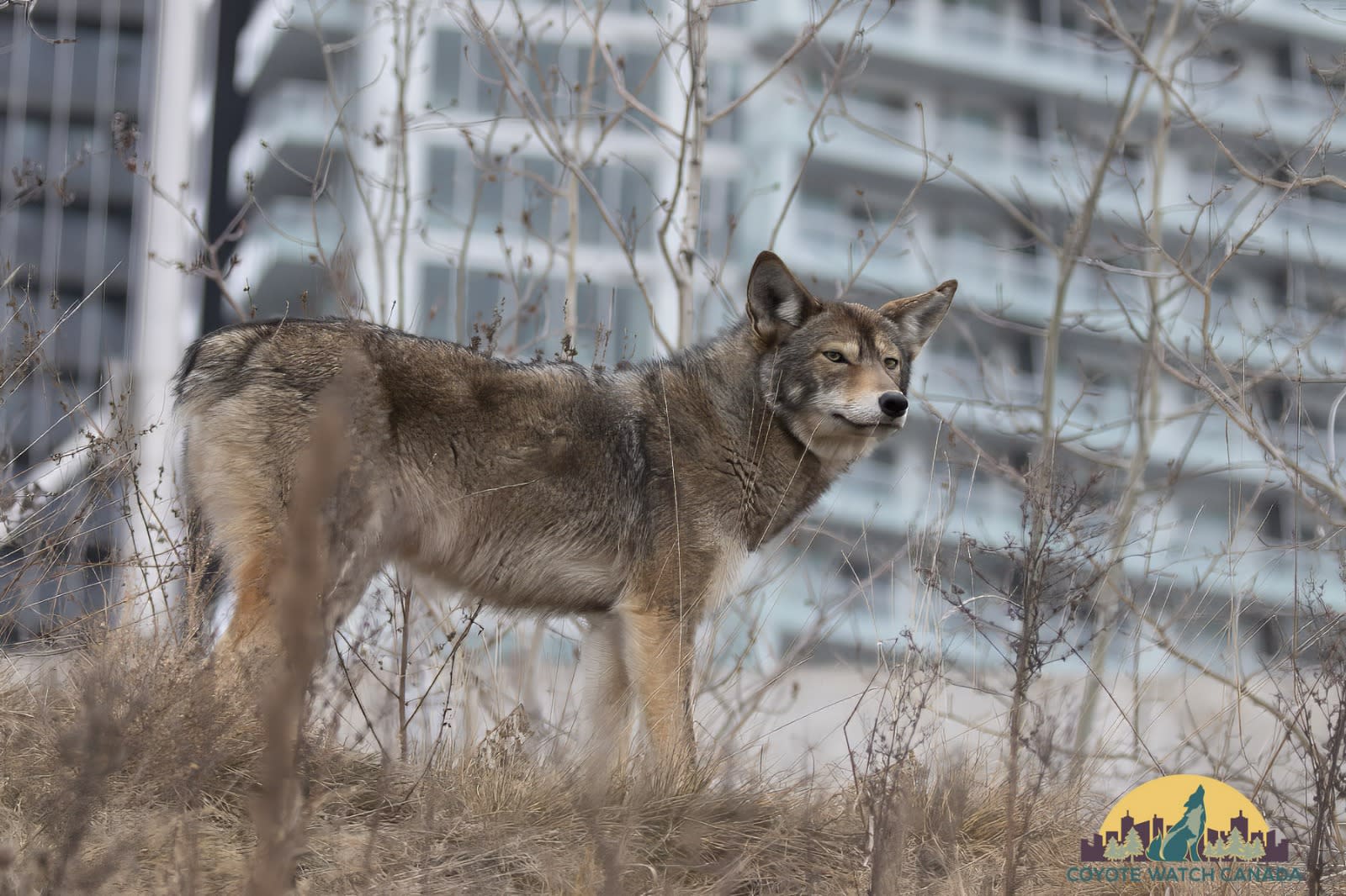 A coyote in Toronto's Liberty Village community.