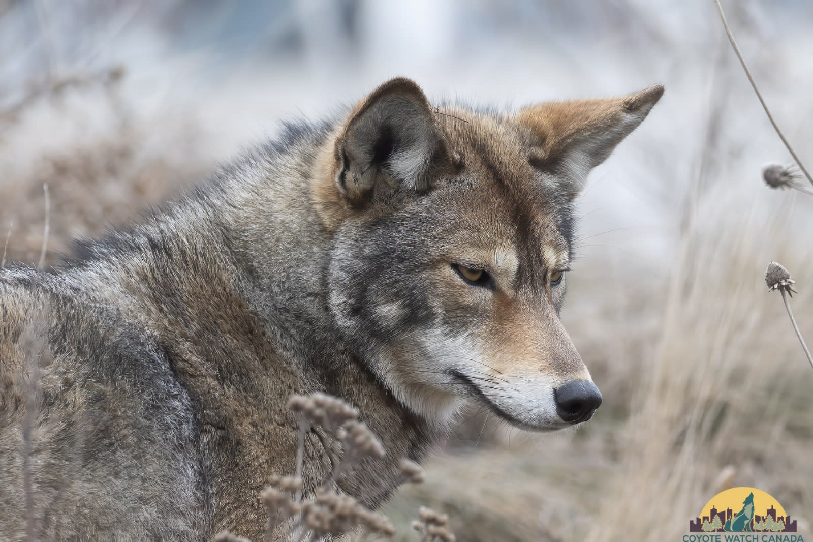 A coyote in Toronto's Liberty Village