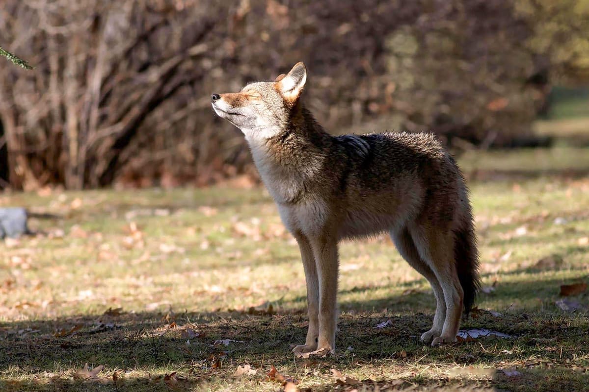 COYOTE SIGHTINGS reported in Derry Township