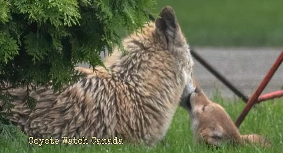 Canid father and pup