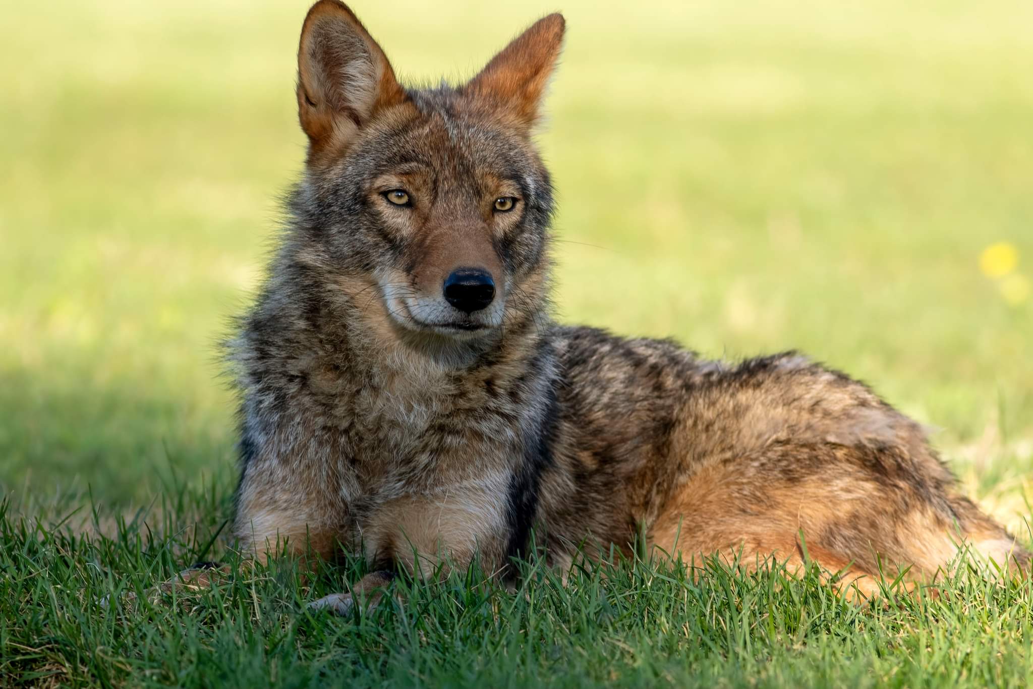 Eastern coyote laying on grass