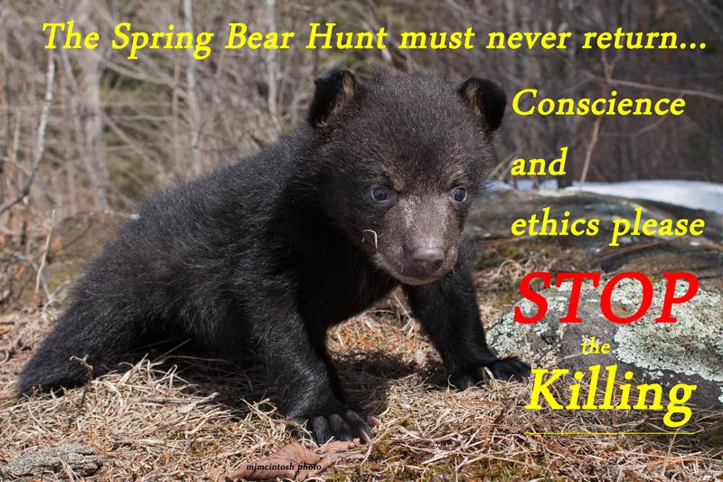 Reinstating The Spring Bear Hunt Is Not The Answer